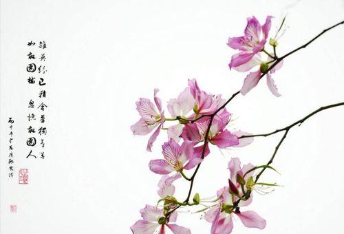 五瓣梅的花语和寓意深度解析