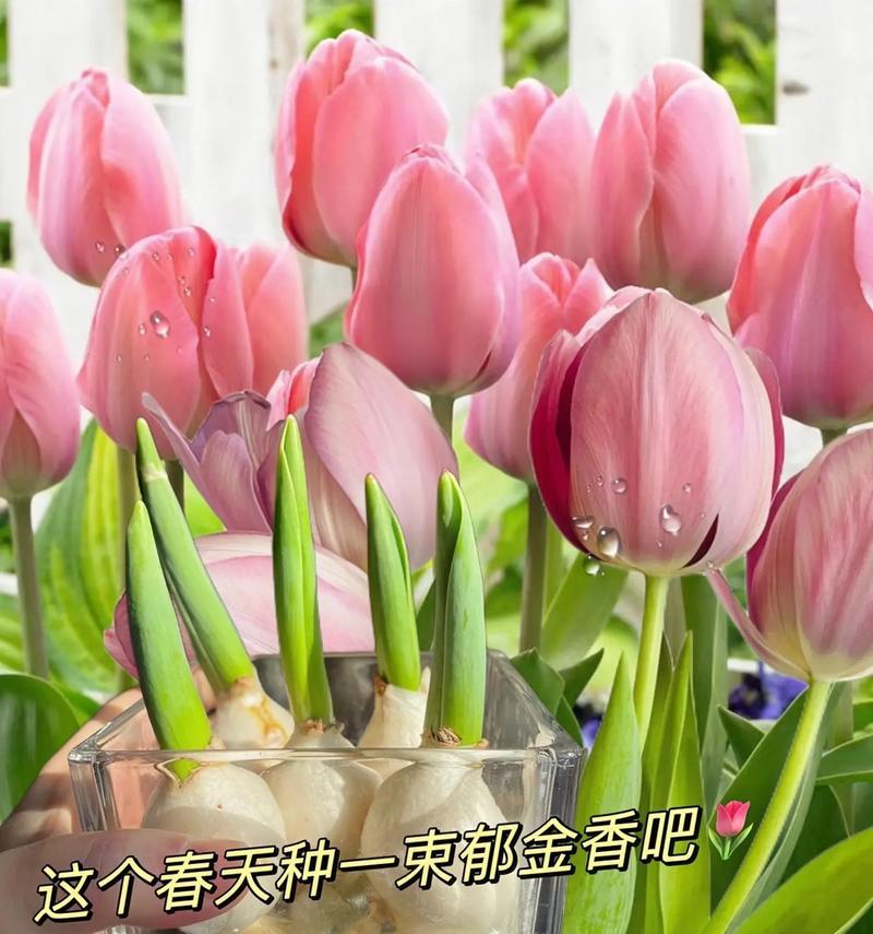 郁金香的花语代表什么含义？