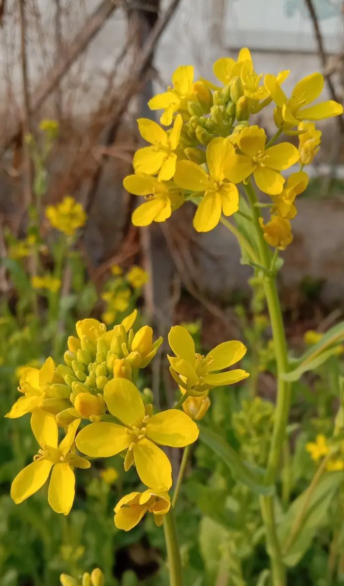 宽窄花语中哪种动物的花语是什么？它有何深层含义？