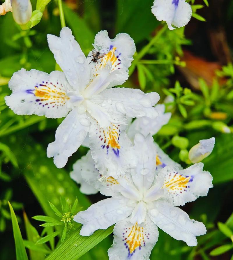 鸭掌兰的花语及象征意义深度解读