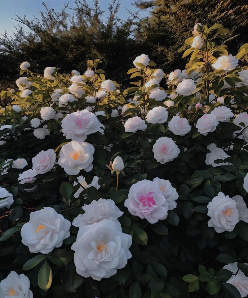 山茶花的花语代表了什么含义?