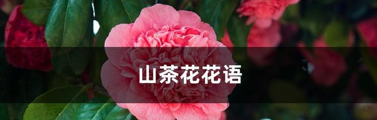 山茶花的花语代表了什么含义？