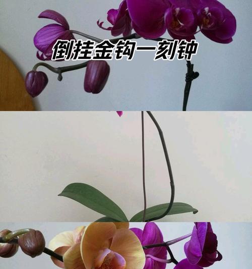 送耳钉的花语是什么？最美兰花的花语解读