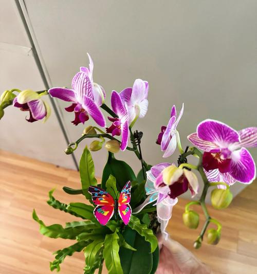 送耳钉的花语是什么？最美兰花的花语解读