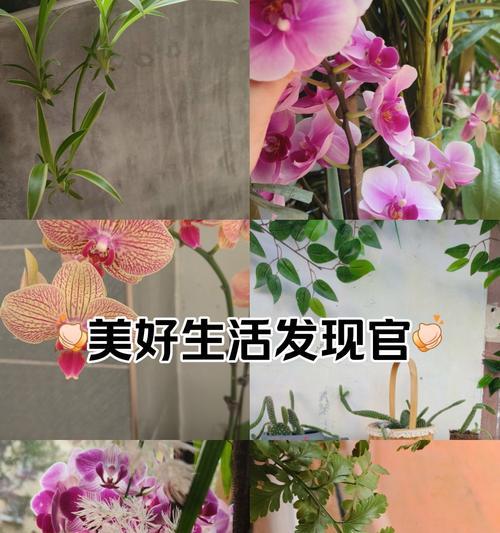 送耳钉的花语是什么？最美兰花的花语解读