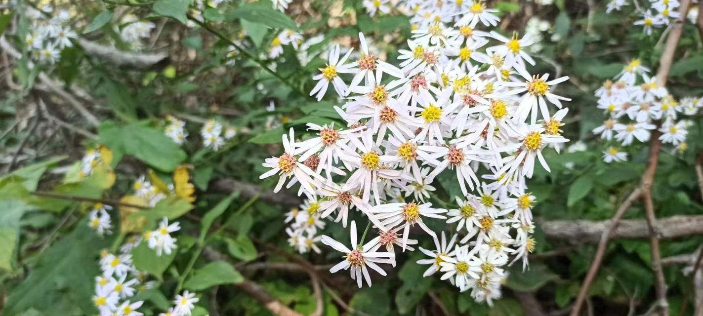 三脉紫菀的花语与象征意义