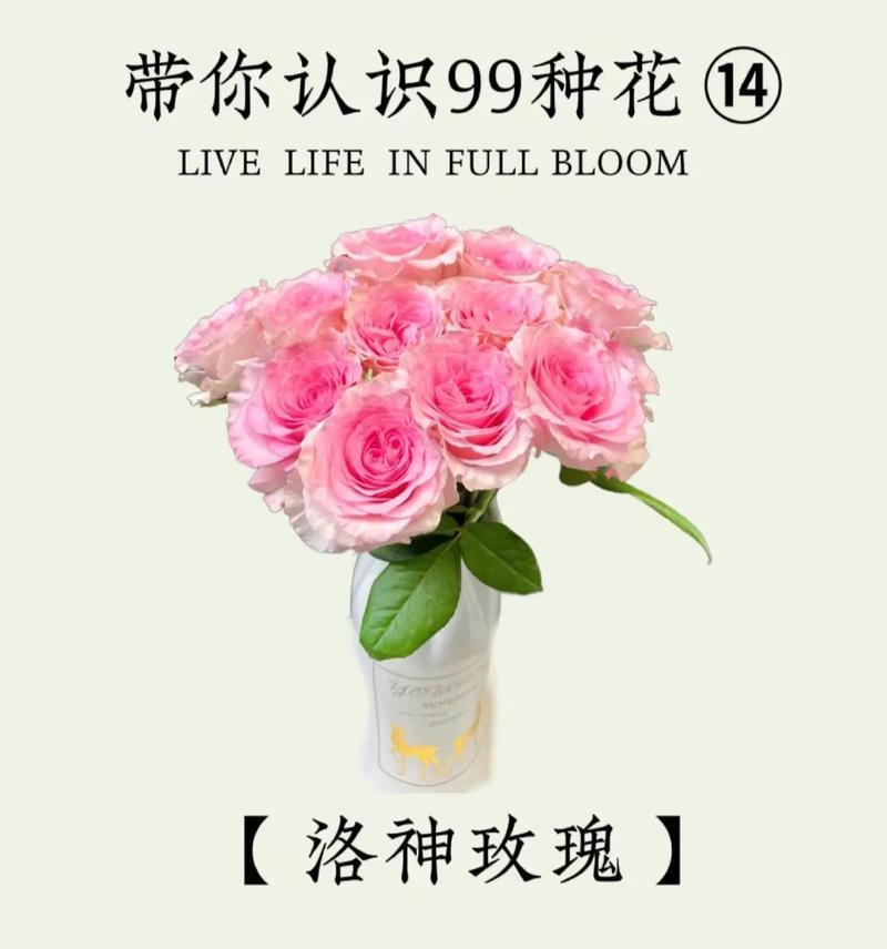 红袖玫瑰的花语代表什么？