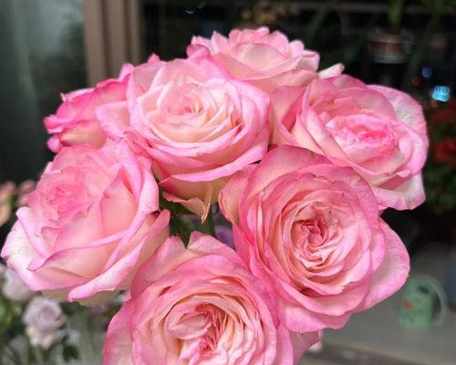 红袖玫瑰的花语代表什么？