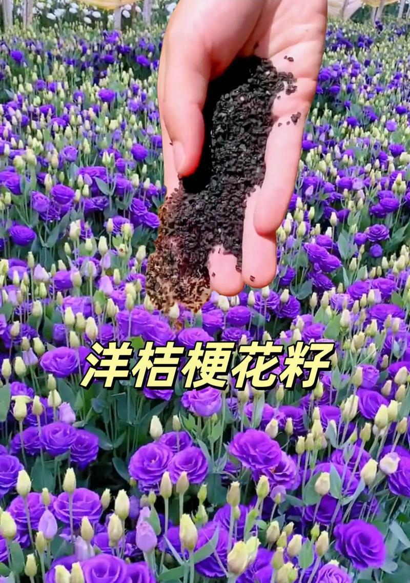 洋桔梗在冬季的花语有何特别之处？