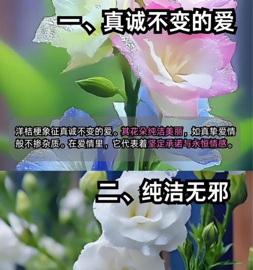 洋桔梗在冬季的花语有何特别之处？