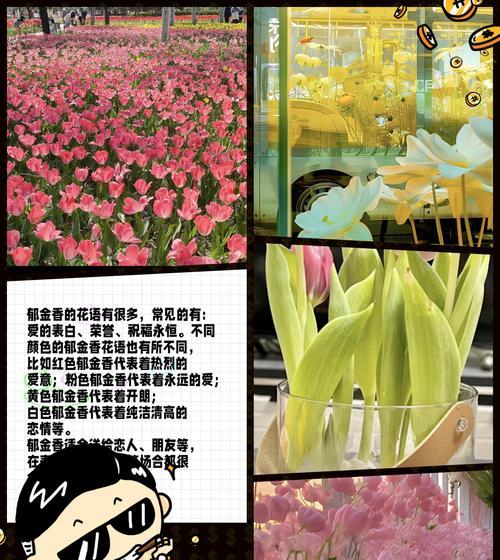 描述人热情活泼的花语是什么？哪种花代表热情与活力？
