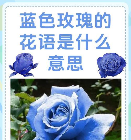 唯一的玫瑰花代表什么？花语中隐藏的含义是什么？