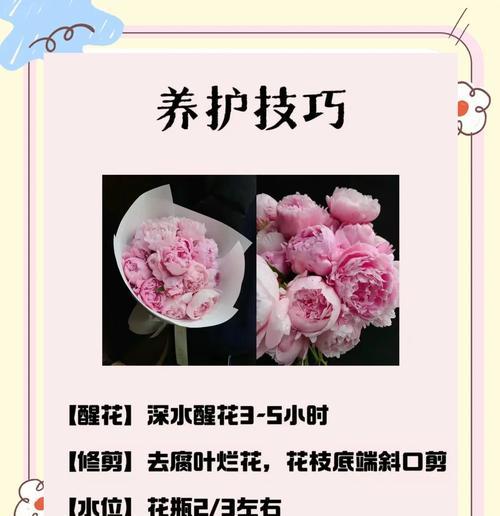 芍药花的花语与传统意义：美丽背后的寓意