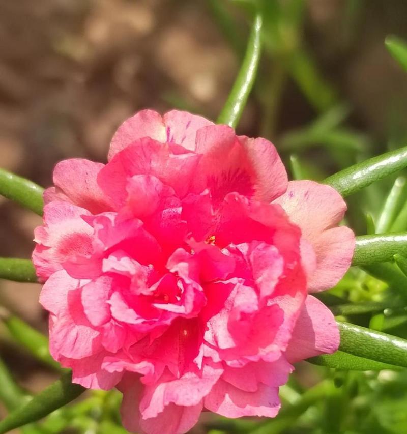 红色太阳花的花语与象征意义深度解析