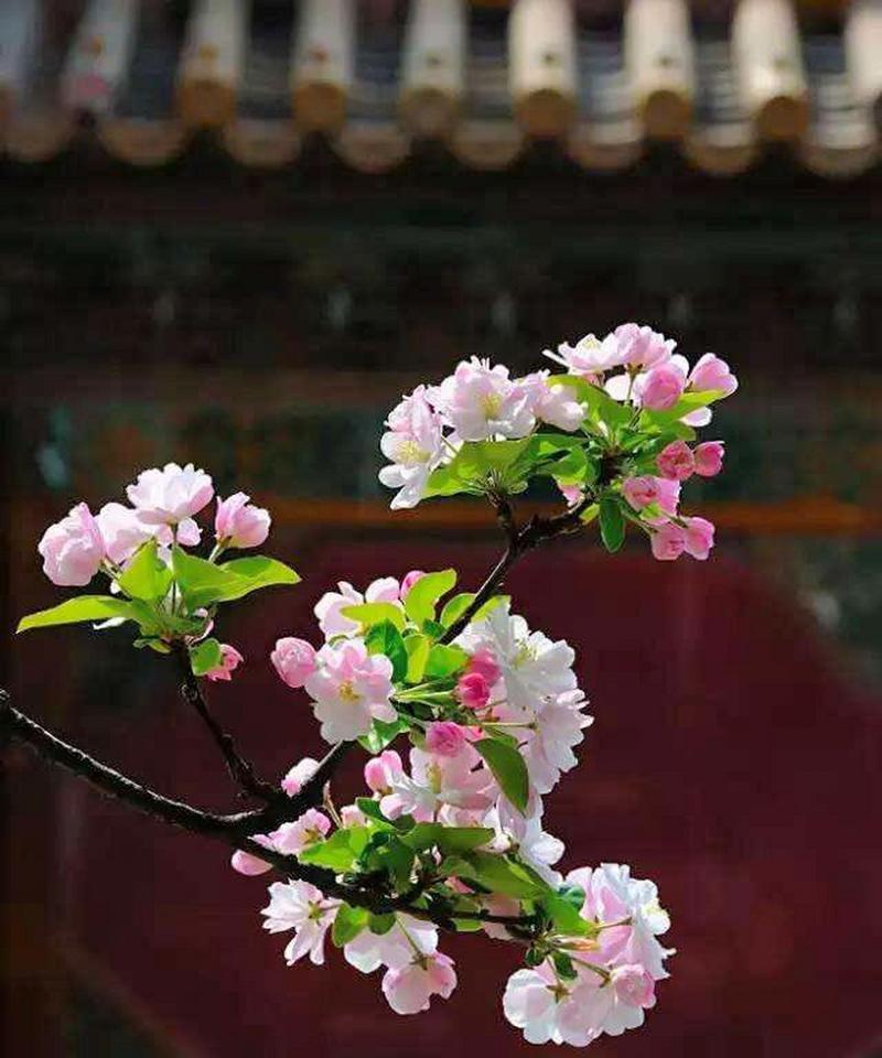 蝶中花象征着什么？它的花语有何寓意？