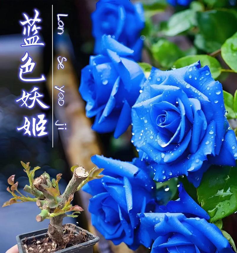 蓝色玫瑰花搭配哪种礼物最能打动女生？