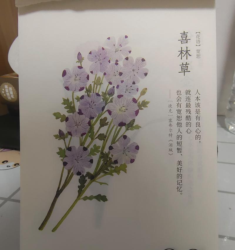 花语解码：媳妇原谅的象征