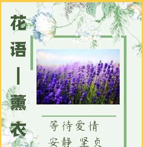 什么话花语代表梦境？如何用花语表达梦幻意境？