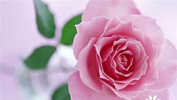 第七朵玫瑰花的花语有何深意？它在爱情中扮演什么角色？