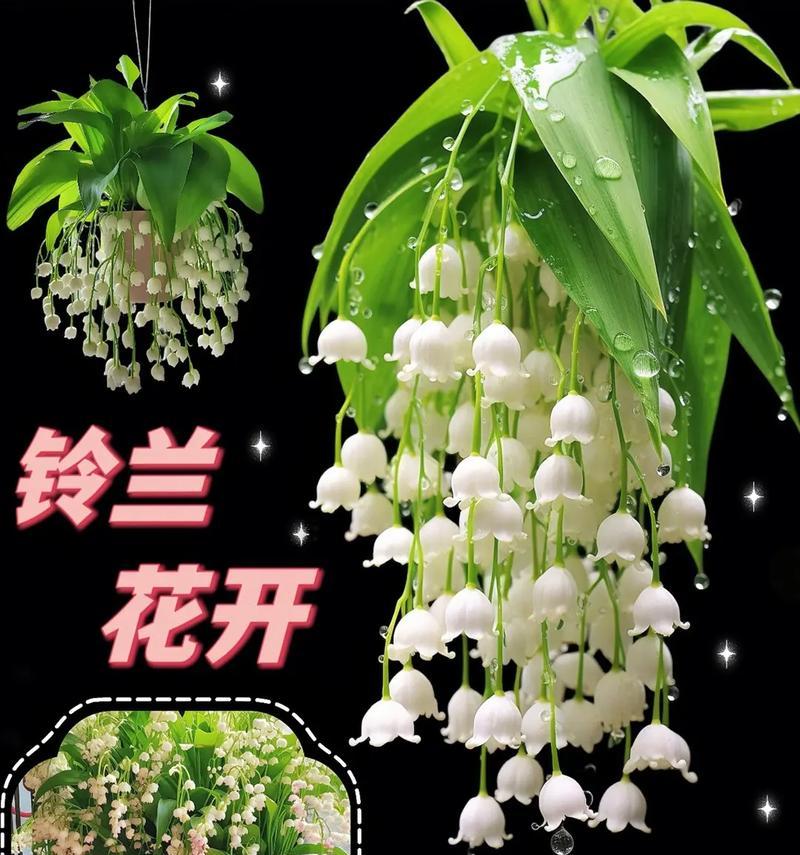 铃兰花的花语有何特别之处？