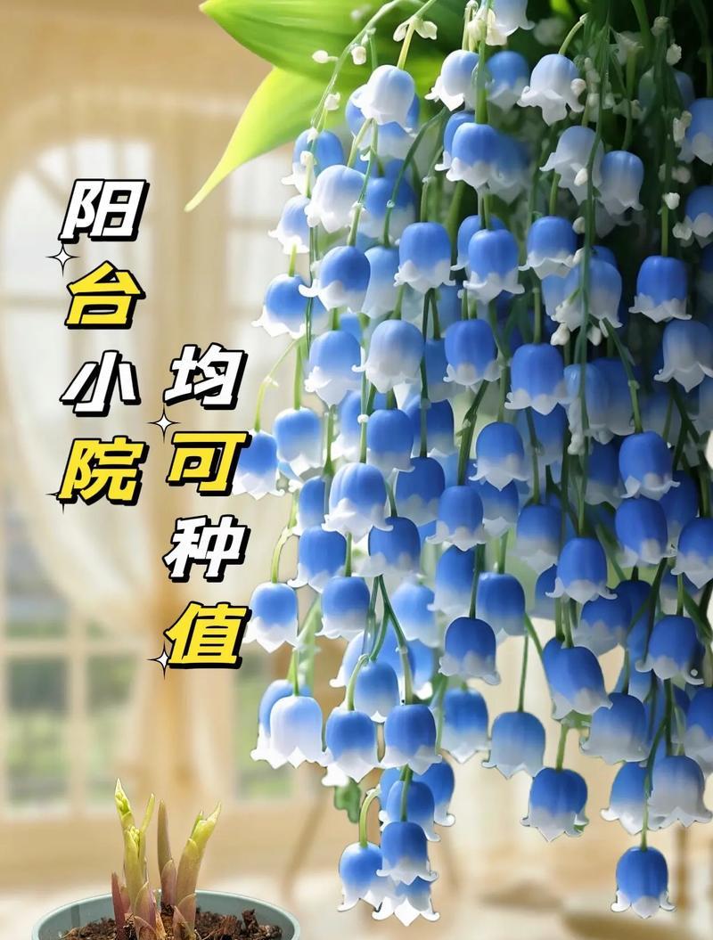 铃兰花的花语有何特别之处？