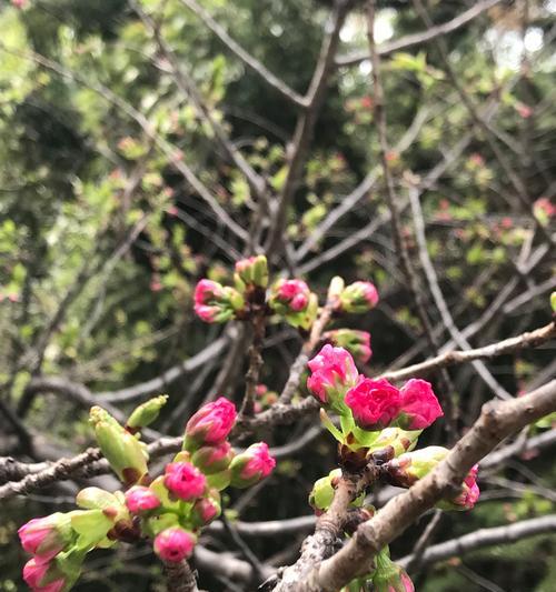 不知花落不知花语的含义是什么？这句话背后有何深意？