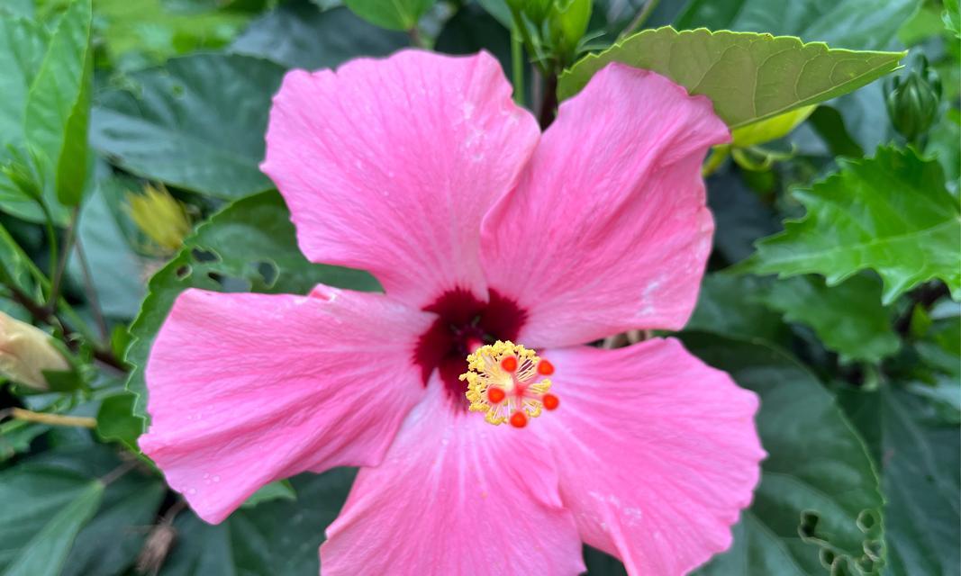 扶桑花代表什么意义？它的花语有哪些？