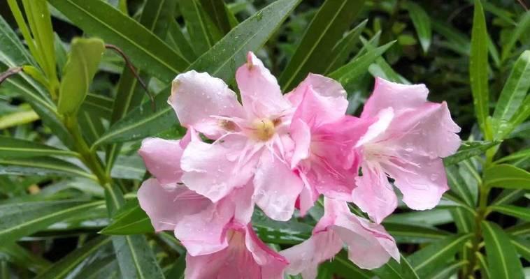 扶桑花代表什么意义？它的花语有哪些？