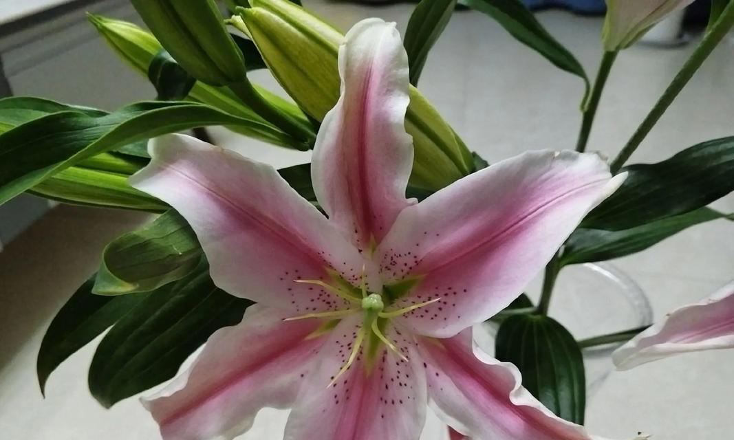接女友回家时应该选择哪种花的花语？