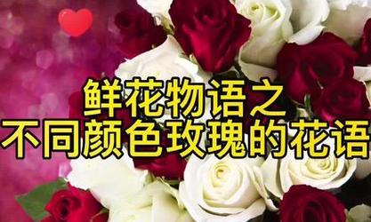 哪种花的花语代表遗？