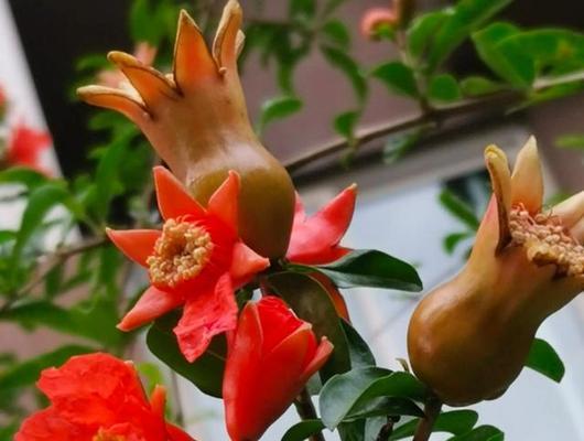 石榴树的花语功效特点诗词是什么？石榴树在文化中有哪些象征意义？