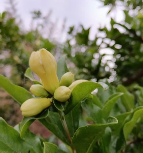 石榴树的花语功效特点诗词是什么？石榴树在文化中有哪些象征意义？