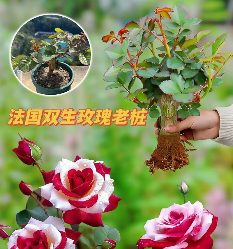 寓意不好的玫瑰花语是什么？