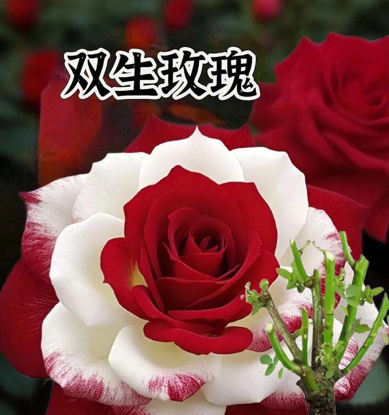 寓意不好的玫瑰花语是什么？