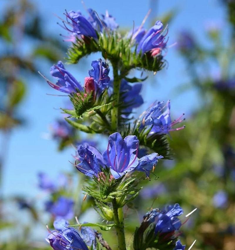 哪种花的花语代表自信?