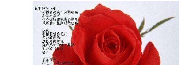 三朵淡色玫瑰花的神秘寓意：花语解读与文化背景