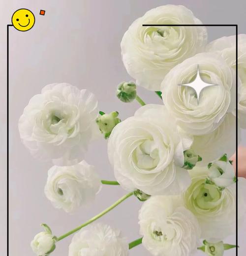 蓝白牡丹的花语和寓意有何不同？