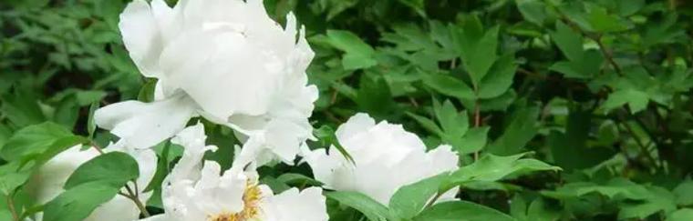 蓝白牡丹的花语和寓意有何不同？