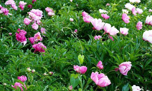 看见食人花的花语是什么？这种花语在文化中扮演了什么角色？