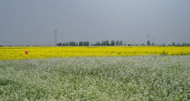 冬季萝卜花语是什么植物？冬季萝卜代表什么？