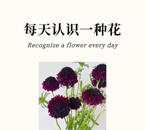 冬季萝卜花语是什么植物？冬季萝卜代表什么？