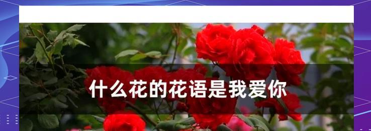 哪种花的花语是“闪闪惹人爱”？