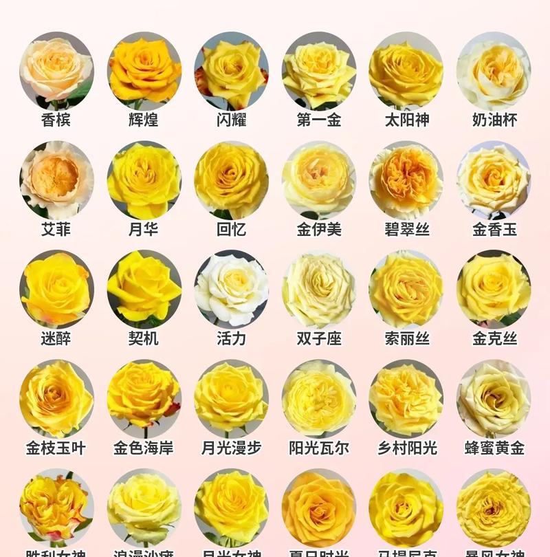 黄玫瑰花作为礼物有何寓意？
