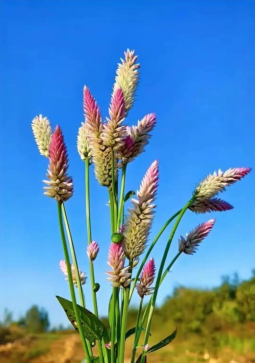 张哥生日适合什么花？这些花的花语是什么？