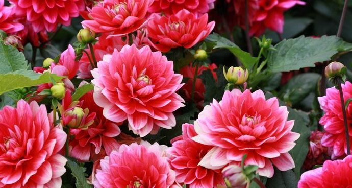 张哥生日适合什么花？这些花的花语是什么？