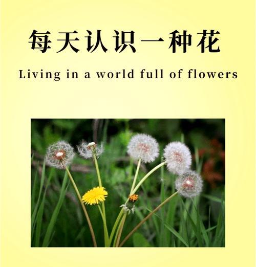 表示不爱的花语有哪些？