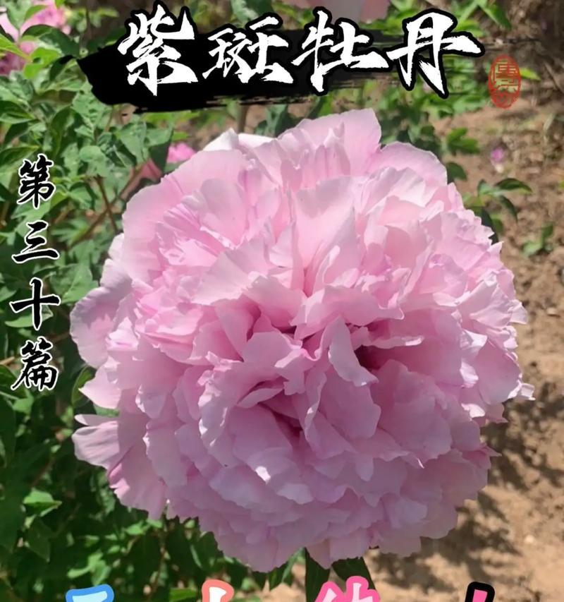 花语大结局：各色花朵寓意的完美演绎