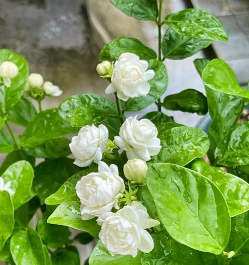 恋爱中适合送什么花语？哪种花语最能表达爱意？
