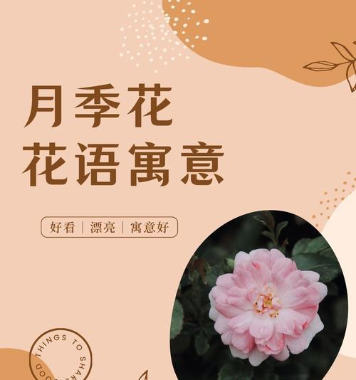 开花的情人花语代表什么含义？