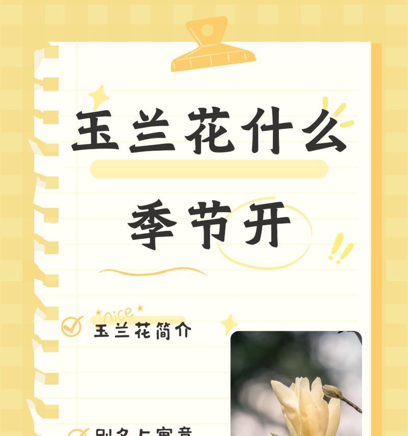 白玉兰的花语配音有何特别之处？